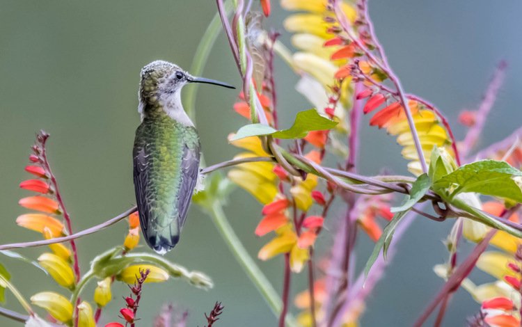 природа, краски, птица, клюв, растение, колибри, nature, paint, bird, beak, plant, hummingbird