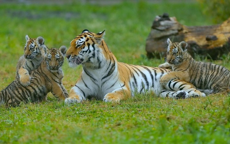 тигр, котята, тигрята, детеныши, материнство, тигрица, tiger, kittens, the cubs, cubs, motherhood, tigress