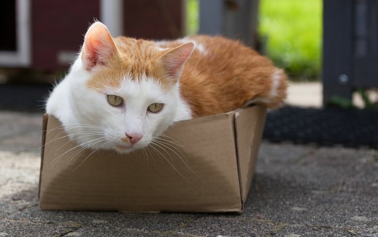 глаза, кот, кошка, взгляд, коробка, eyes, cat, look, box