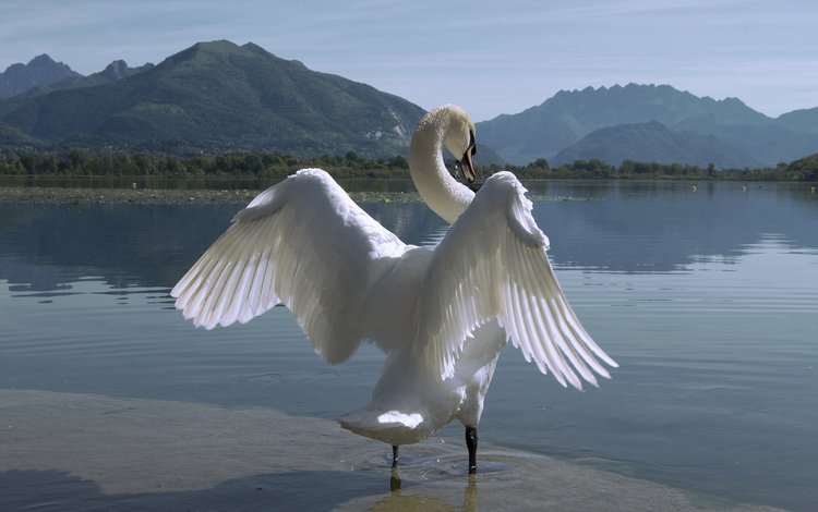 озеро, горы, природа, крылья, птица, лебедь, белый лебедь, лебедь-шипун, lake, mountains, nature, wings, bird, swan, white swan