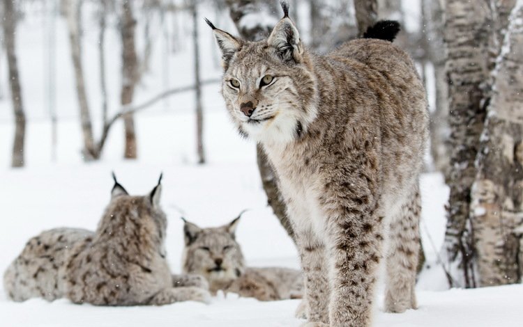 природа, фон, рыси, nature, background, lynx