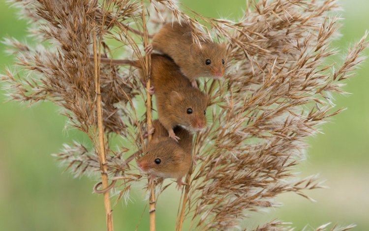 мыши, камыш, трио, harvest mouse, мышь-малютка, троица, mouse, reed, trio, the mouse is tiny, trinity