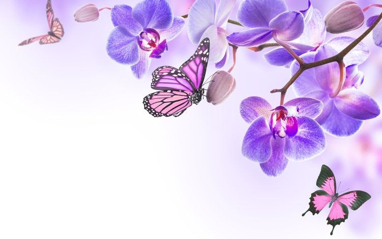 цветы, бабочки, орхидея,  цветы, butterflies, орхидею, весенние, лиловая, flowers, butterfly, orchid, spring, purple