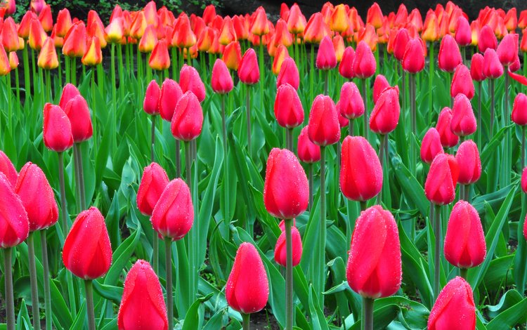 природа, роса, капли, тюльпаны, клумба, плантация, nature, rosa, drops, tulips, flowerbed, plantation