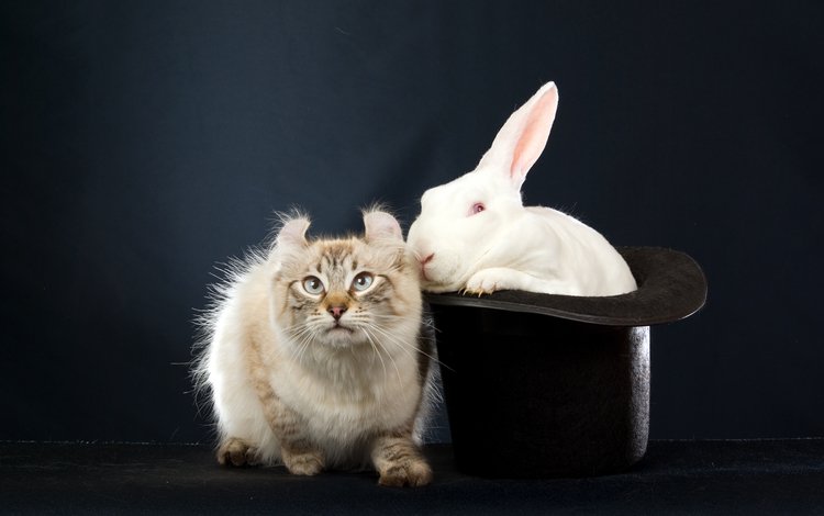 кот, черная шляпа, белый, темный фон, кролик, уши, эмоции, заяц, сибирский колор-пойнт, cat, black hat, white, the dark background, rabbit, ears, emotions, hare, siberian color-point