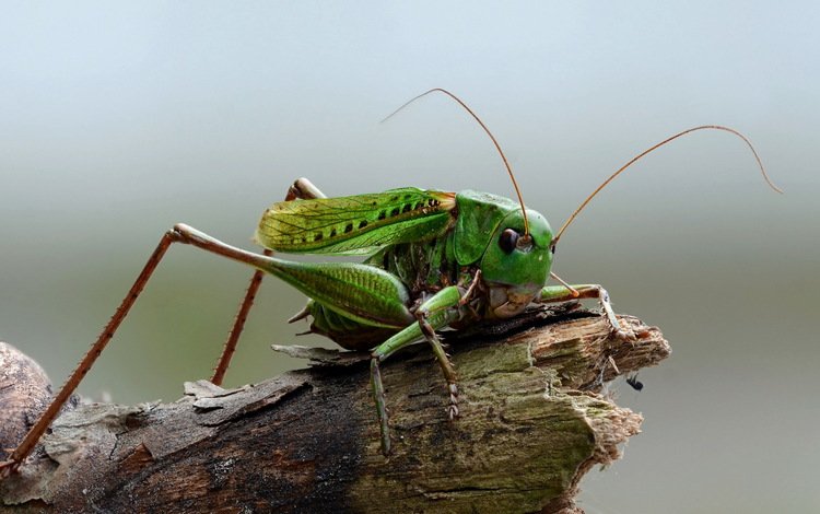 природа, макро, насекомое, кузнечик, на природе, nature, macro, insect, grasshopper
