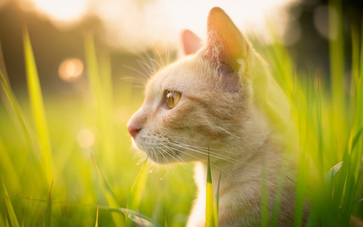 трава, природа, кот, лето, кошка, взгляд, профиль, смотрите, grass, nature, cat, summer, look, profile, see