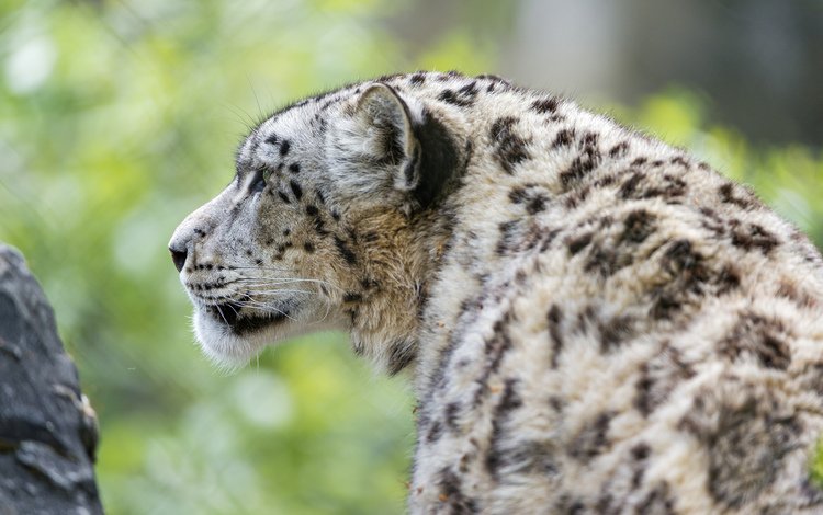 кошка, снежный барс, ирбис, ©tambako the jaguar, cat, snow leopard, irbis