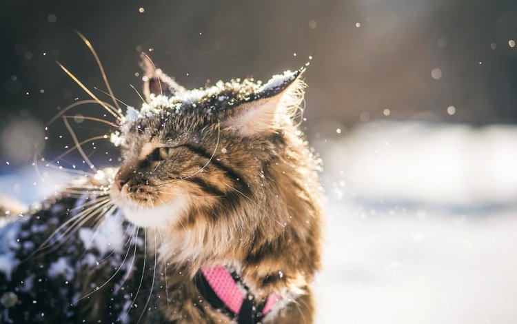 снег, зима, кот, кошка, мейн-кун, snow, winter, cat, maine coon