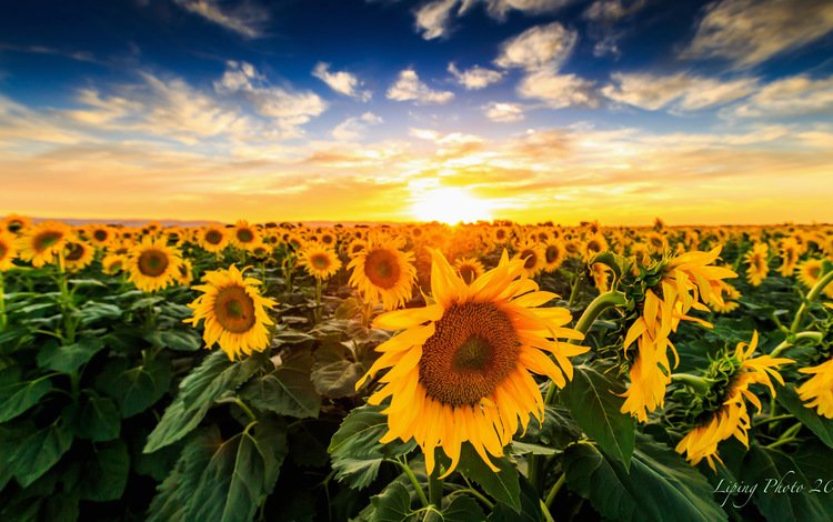 закат, поле, подсолнухи, sunset, field, sunflowers