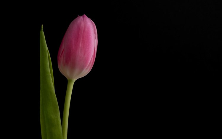 фон, цветок, бутон, черный фон, розовый, тюльпан, background, flower, bud, black background, pink, tulip