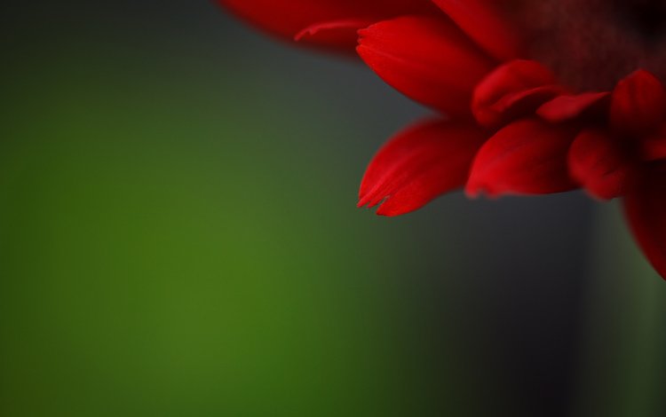 фон, цветок, лепестки, красный, background, flower, petals, red