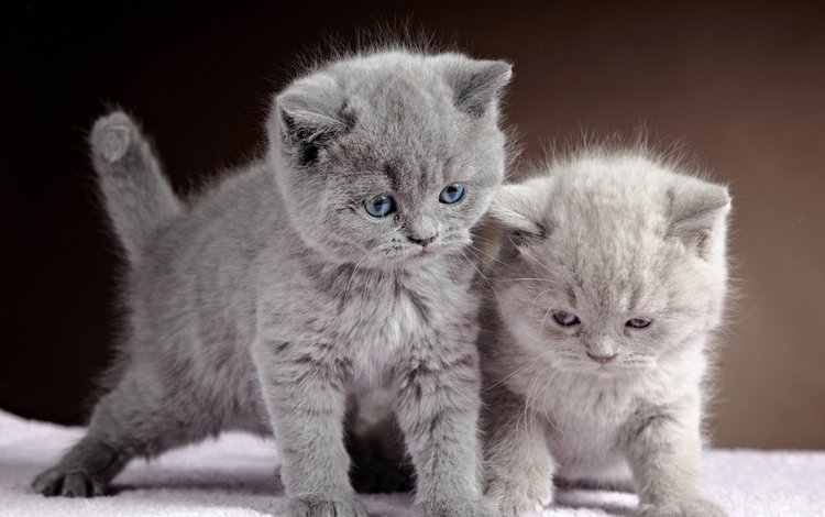 животные, серый, кошки, котята, двое, британская короткошерстная кошка, animals, grey, cats, kittens, two, british shorthair