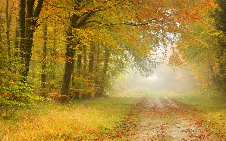 дорога, листья, пейзаж, туман, дорожка, осень, road, leaves, landscape, fog, track, autumn