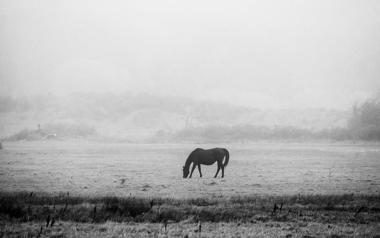 лошадь, утро, чёрно-белое, мерзлота, черно- белый, horse, morning, black and white, permafrost