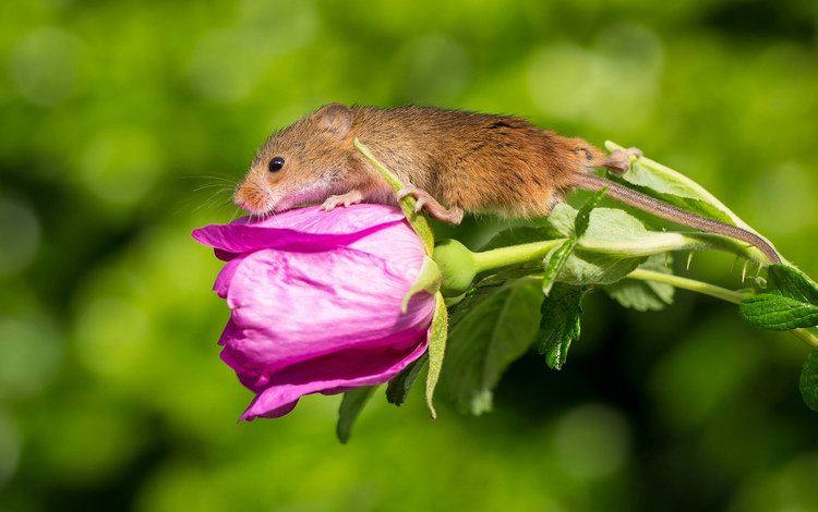 цветок, мышка, harvest mouse, мышь-малютка, flower, mouse, the mouse is tiny