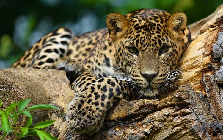морда, взгляд, ягуар, дикая кошка, ягуа́р, face, look, jaguar, wild cat