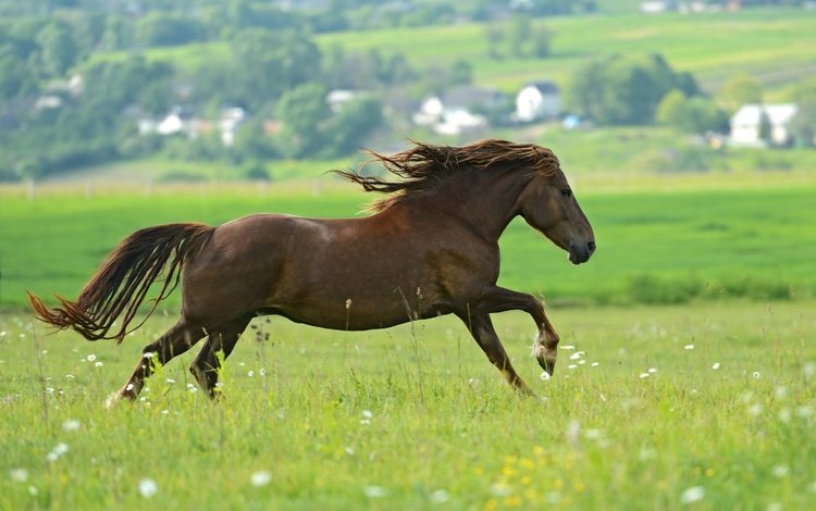 лошадь, зелень, поле, лето, конь, скачет, коричневый, horse, greens, field, summer, jump, brown