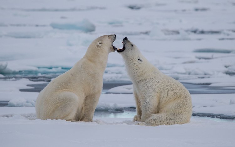 природа, полярный медведь, лёд, медведи, белый медведь, полярные медведи, nature, polar bear, ice, bears, polar bears
