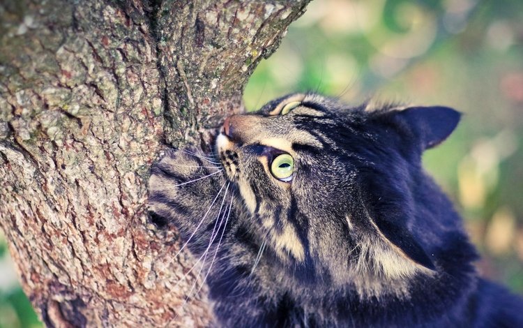 глаза, дерево, кот, лето, eyes, tree, cat, summer