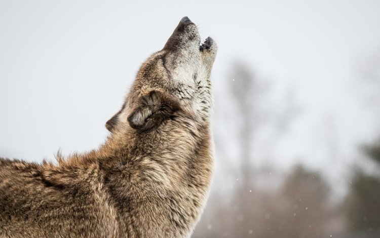 морда, поза, серый, хищник, профиль, мех, волк, вой, face, pose, grey, predator, profile, fur, wolf, howl