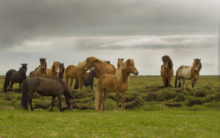 трава, поле, лошади, серые облака, grass, field, horse, gray clouds