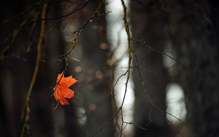ветка, осень, лист, branch, autumn, sheet