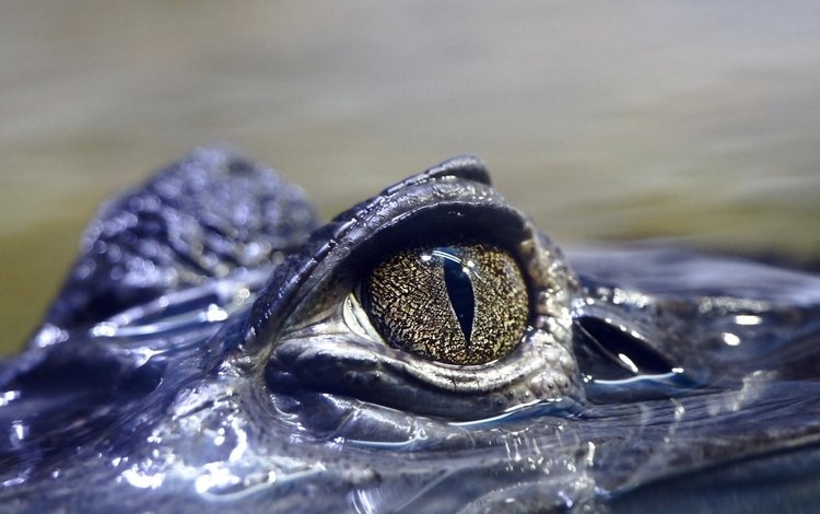 глаза, вода, крокодил, рептилия, глазок, пресмыкающееся, аллигатор, eyes, water, crocodile, reptile, eye, alligator