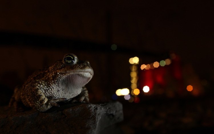ночь, фон, лягушка, night, background, frog