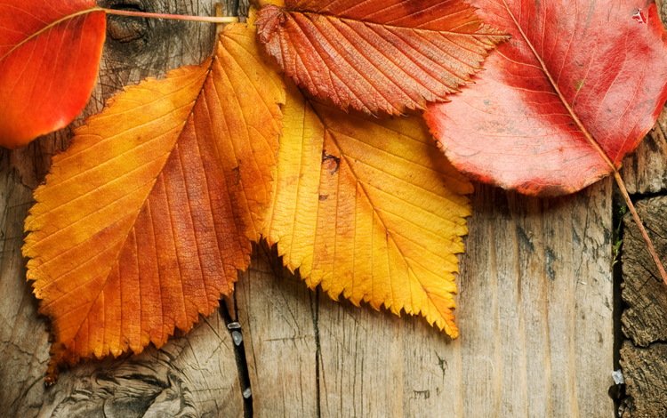 листья, осень, дерева, опадают, осен,  листья, leaves, autumn, wood, fall