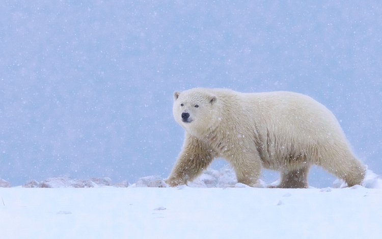 снег, полярный медведь, медведь, белый медведь, аляска, snow, polar bear, bear, alaska