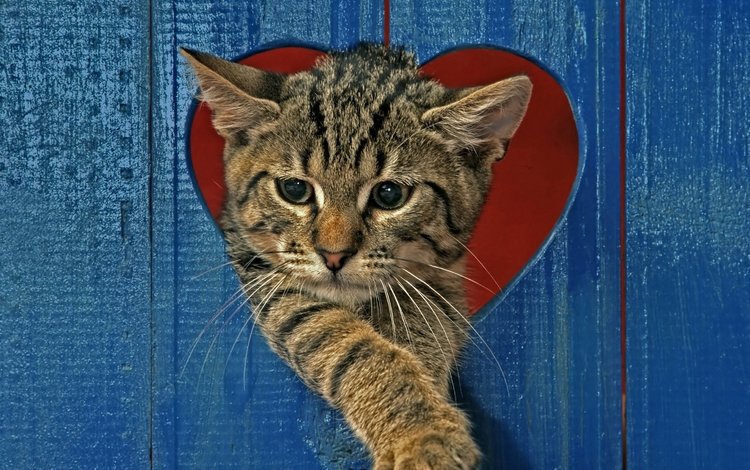 кот, кошка, забор, серый, сердце, полосатый, cat, the fence, grey, heart, striped