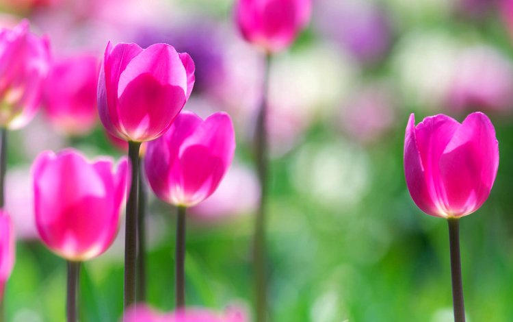 цветы, сад, весна, тюльпаны, розовые, flowers, garden, spring, tulips, pink