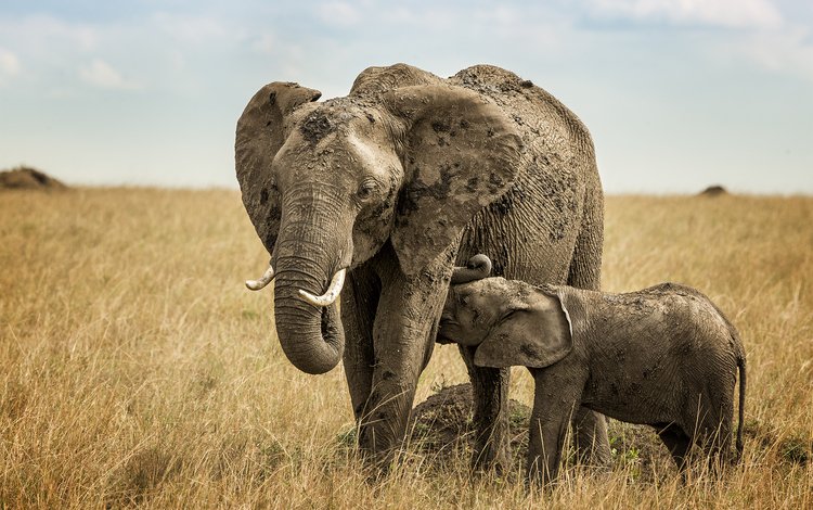 ребенок, слоны, грудное вскармливание, child, elephants, breastfeeding