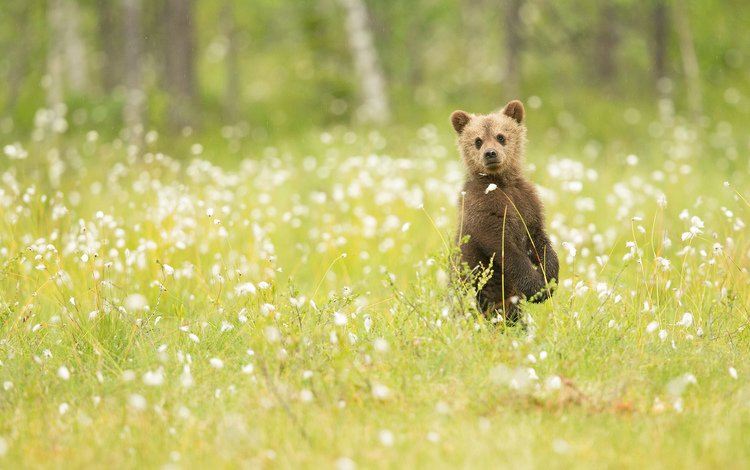цветы, трава, природа, медведь, наблюдение, медвежонок, flowers, grass, nature, bear, observation