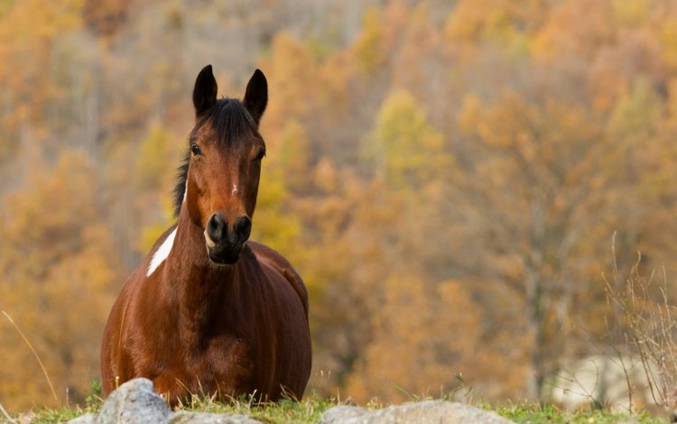 лошадь, природа, осень, конь, horse, nature, autumn
