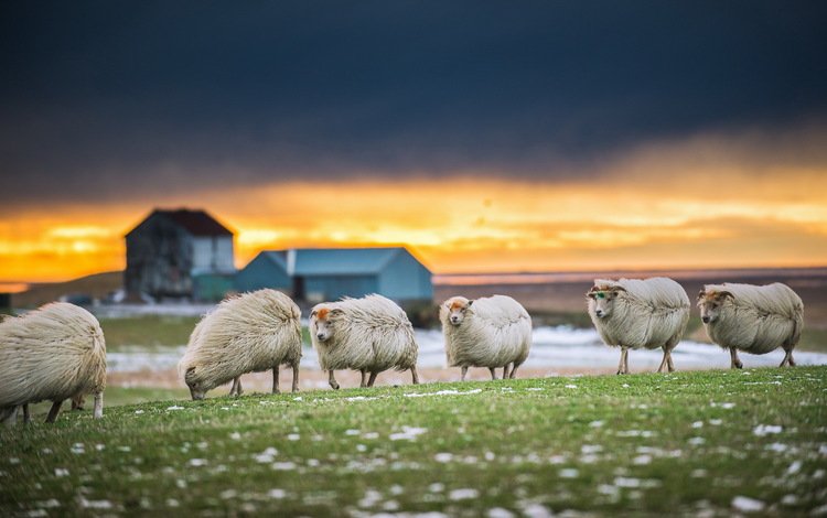 природа, закат, овцы, nature, sunset, sheep