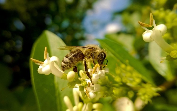 насекомое, пчела, мед, пыльца, insect, bee, honey, pollen