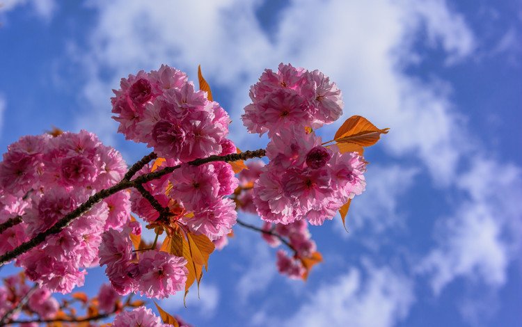 небо, цветы, облака, ветка, лепестки, сад, весна, сакура, the sky, flowers, clouds, branch, petals, garden, spring, sakura