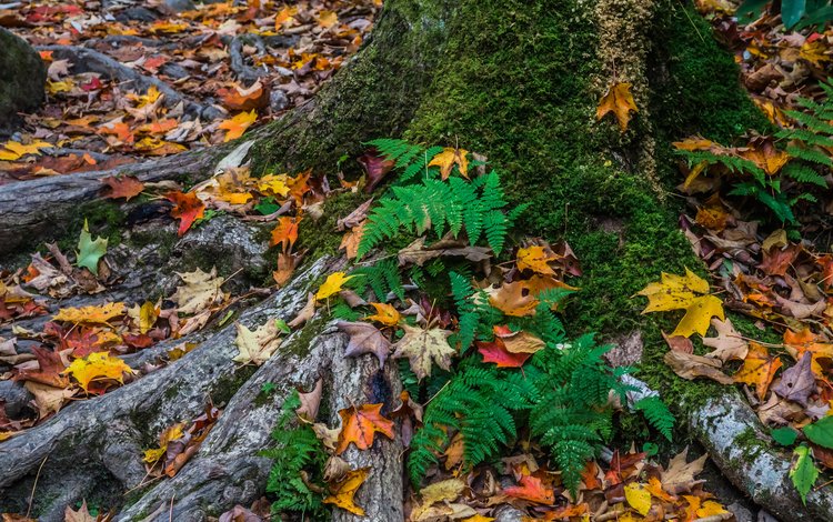 дерево, листья, осень, мох, tree, leaves, autumn, moss