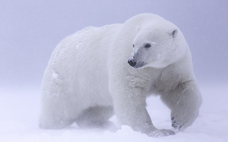 снег, белый медведь, арктика, snow, polar bear, arctic