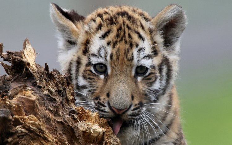 тигр, мордочка, взгляд, котенок, тигренок, детеныш, tiger, muzzle, look, kitty, cub