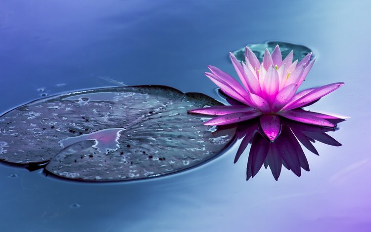 вода, цветок, пруд, водяная лилия, water, flower, pond, water lily