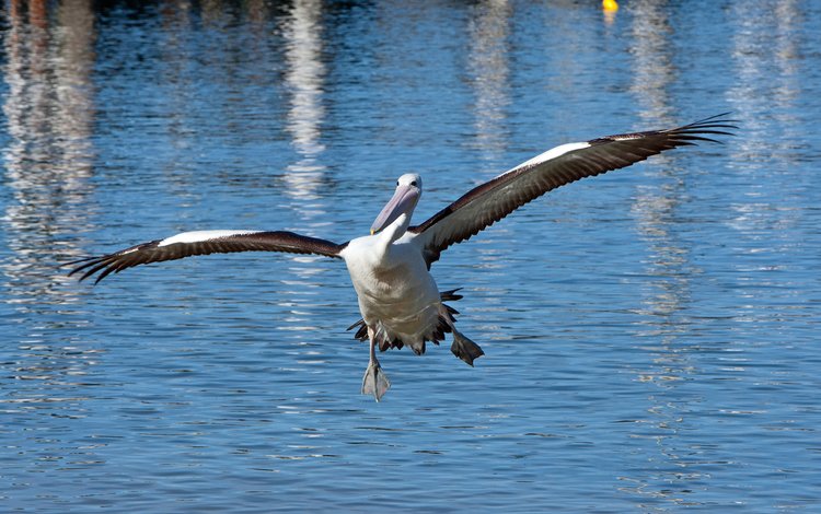 вода, крылья, птица, пеликан, water, wings, bird, pelican