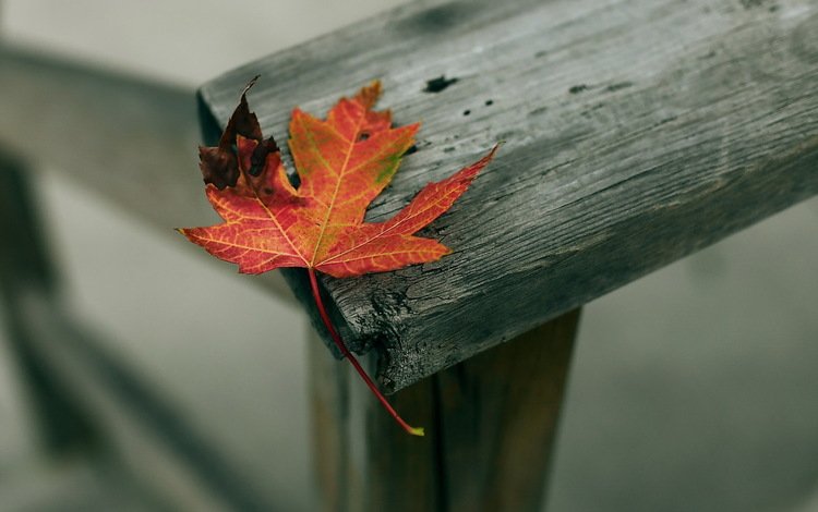 листья, осень, деревянный забор, leaves, autumn, wooden fence