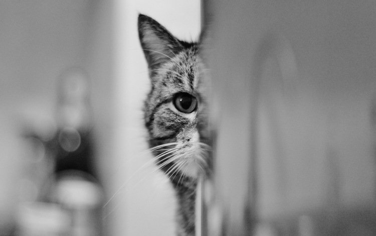 глаза, взгляд, кошак, котяра, eyes, look, koshak, tomcat
