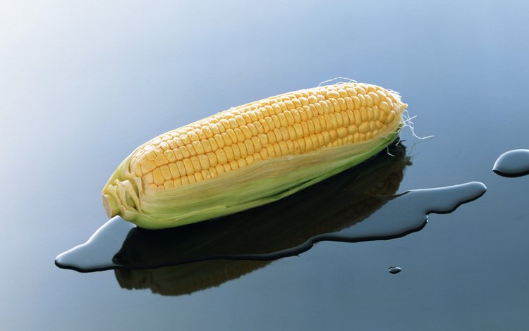 вода, природа, кукуруза, початок, water, nature, corn, the cob