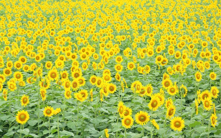цветы, поле, подсолнухи, flowers, field, sunflowers