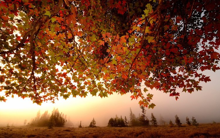 листья, туман, ветки, осень, клен, кленовый лист, leaves, fog, branches, autumn, maple, maple leaf