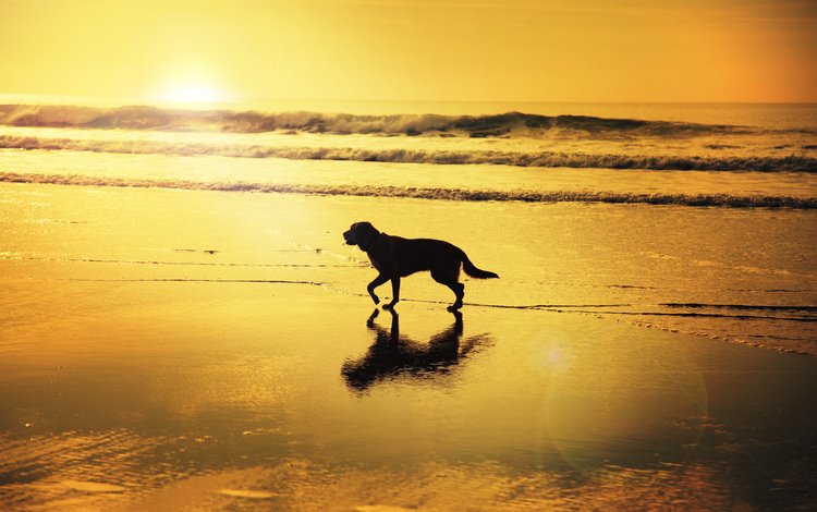 восход, волны, отражение, пляж, собака, зеркало, тень, солнечный, sunrise, wave, reflection, beach, dog, mirror, shadow, solar